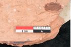 Foto (Detailansicht) von Fossil indet.  (NHMW-GEO-2024-0188-8054)